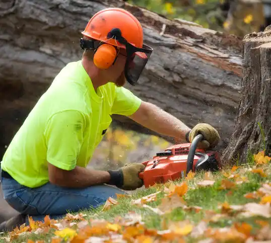 tree services Lindsey